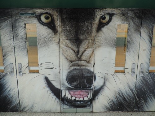 Picture of a wolf on a wall